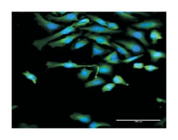 calpain 1, (mu/I) large subunit, Rabbit, Purified MaxPab Polyclonal Antibody,
