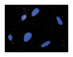 calpain 1, (mu/I) large subunit, Rabbit, Purified MaxPab Polyclonal Antibody,