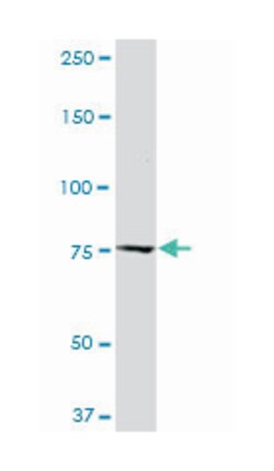 CAST, Mouse, Clone: 2C5, Abnova 100&mu;g; Unlabeled:Anticorps, Monoclonal