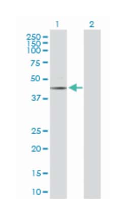 caspase 6, apoptosis-related cysteine peptidase, Rabbit, Purified MaxPab
