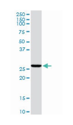 caspase 6, apoptosis-related cysteine peptidase, Rabbit, Purified MaxPab