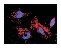 caspase 6, apoptosis-related cysteine peptidase, Rabbit, Purified MaxPab