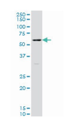 RUNX2, Mouse, Clone: 4C8, Abnova 100&mu;g; Unlabeled:Antibodies, Monoclonal