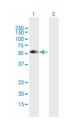 runt-related transcription factor 3 (B01), Mouse anti-Human, Polyclonal Antibody, Abnova&trade;