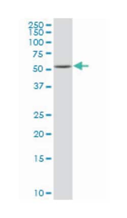 runt-related transcription factor 3 (B01), Mouse anti-Human, Polyclonal Antibody, Abnova&trade;