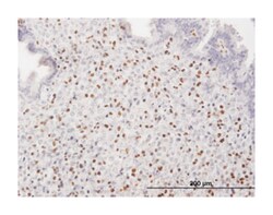 runt-related transcription factor 3 (B01), Mouse anti-Human, Polyclonal Antibody, Abnova&trade;