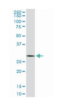 CDC2, Mouse, Clone: 1G10, Abnova 100&mu;g; Unlabeled:Antibodies, Monoclonal