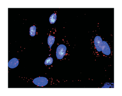 mitogen-activated protein kinase kinase 6, Rabbit, Purified MaxPab Polyclonal