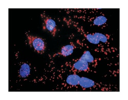 CASP3, Mouse, Clone: 4D3, Abnova 100&mu;g; Unlabeled:Antibodies, Monoclonal