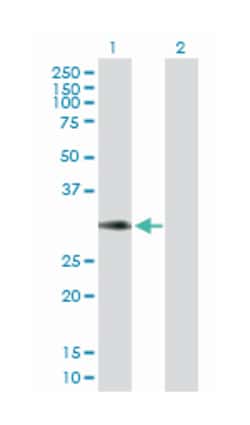 CD27 molecule, Rabbit, Purified MaxPab™ Polyclonal Antibody, Abnova™