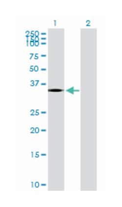 prostaglandin D2 receptor (DP), Mouse, Purified MaxPab Polyclonal Antibody,