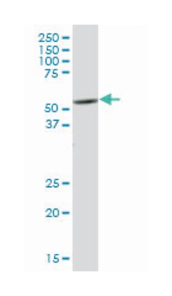 PTK6 protein tyrosine kinase 6, Mouse, Purified MaxPab Polyclonal Antibody,