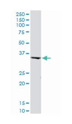 peroxisomal biogenesis factor 19, Mouse, Purified MaxPab Polyclonal Antibody, Abnova 50 &mu;g | Buy Online | Abnova Corporation | Fisher Scientific