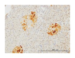 retinol binding protein 4, plasma, Mouse, Clone: 4H7, Abnova™