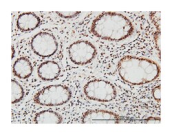Sp1 transcription factor, Mouse, Clone: 1A5, Abnova 100&mu;g; Unlabeled:Antibodies,
