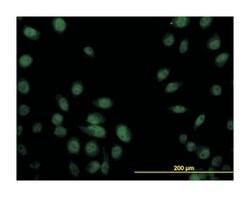 Sp1 transcription factor, Mouse, Clone: 1A5, Abnova 100&mu;g; Unlabeled:Antibodies,