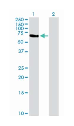 TFCP2, Mouse, Purified MaxPab Polyclonal Antibody, Abnova 50&mu;g; Unlabeled:Antibodies,