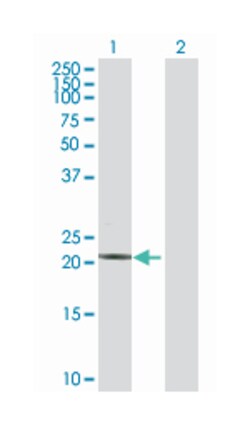 troponin I type 2 (skeletal, fast), Rabbit, Purified MaxPab Polyclonal