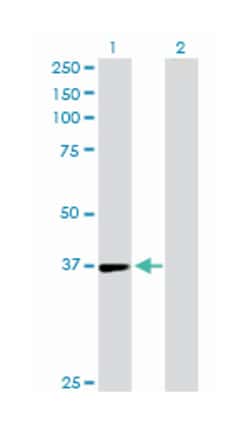 tissue specific transplantation antigen P35B, Rabbit, Purified MaxPab Polyclonal