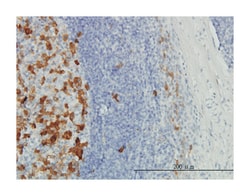 thymidylate synthetase, Mouse, Clone: 3A1, Abnova&trade;