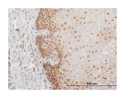upstream transcription factor 2, c-fos interacting, Mouse, Clone: 5F2,