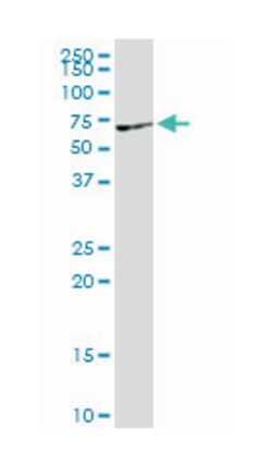 vaccinia related kinase 2, Rabbit, Purified MaxPab Polyclonal Antibody,