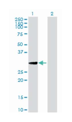 X-box binding protein 1, Mouse, Purified MaxPab Polyclonal Antibody, Abnova