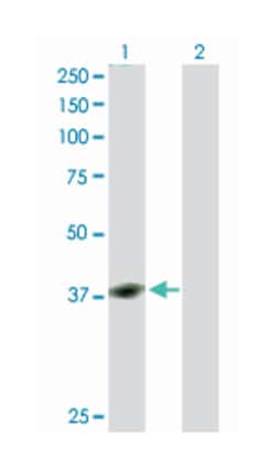 YY1 transcription factor, Rabbit, Purified MaxPab Polyclonal Antibody,