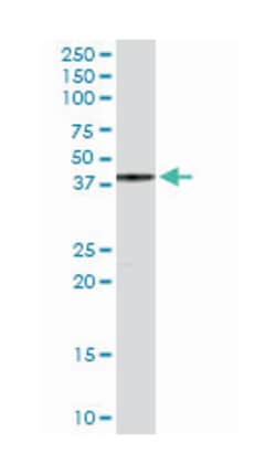 YY1 transcription factor, Rabbit, Purified MaxPab Polyclonal Antibody,
