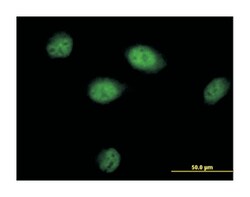 HLA-B associated transcript 3, Mouse, Purified MaxPab Polyclonal Antibody, Abnova 50 &mu;g | Buy Online | Abnova Corporation | Fisher Scientific