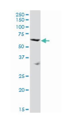 sushi-repeat-containing protein, X-linked, Mouse, Purified MaxPab Polyclonal