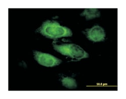 annexin A9, Mouse, Purified MaxPab Polyclonal Antibody, Abnova 50&mu;g;