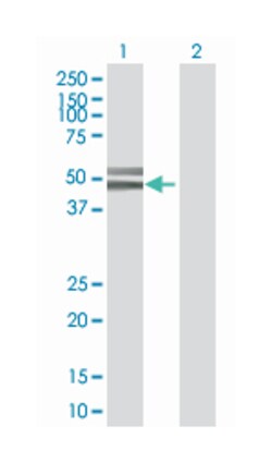 cyclin A2, Mouse, Polyclonal Antibody, Abnova 50&mu;L; Unlabeled:Antibodies,