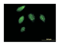 cyclin G1, Mouse, Purified MaxPab Polyclonal Antibody, Abnova 50&mu;g;
