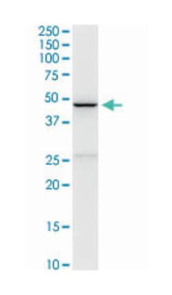 CD5 molecule-like, Rabbit, Purified MaxPab Polyclonal Antibody, Abnova