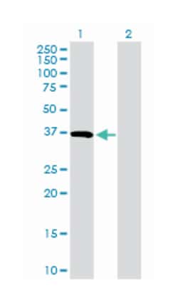 CD5 molecule-like, Rabbit, Purified MaxPab Polyclonal Antibody, Abnova