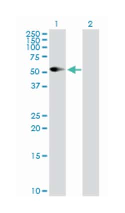 CD86 molecule, Rabbit, Purified MaxPab Polyclonal Antibody, Abnova 100&mu;g;