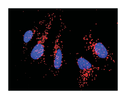 CD86 molecule, Rabbit, Purified MaxPab Polyclonal Antibody, Abnova 100&mu;g;