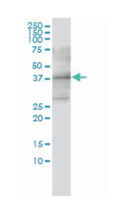 CD33, Mouse, Clone: 2D12-G4, Abnova 100&mu;g; Unlabeled:Antibodies, Monoclonal