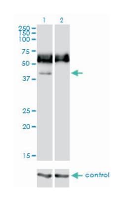 CD33, Mouse, Clone: 2D12-G4, Abnova 100&mu;g; Unlabeled:Antibodies, Monoclonal