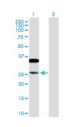 CD79b molecule, immunoglobulin-associated beta, Rabbit, Purified MaxPab