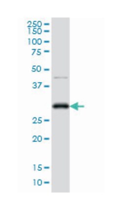 CDC2, Mouse, Clone: 1G10, Abnova 100&mu;g; Unlabeled:Antibodies, Monoclonal