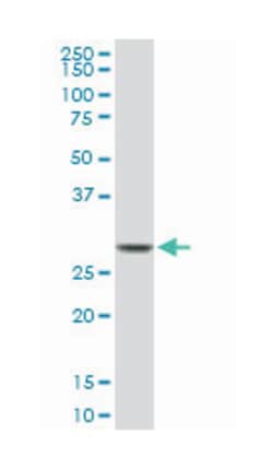 CDC2, Mouse, Clone: 1G10, Abnova 100&mu;g; Unlabeled:Antibodies, Monoclonal