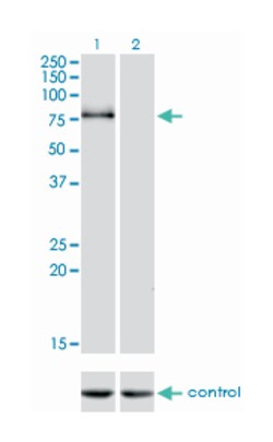 CDH6, Mouse, Clone: 2F2, Abnova 100&mu;g; Unlabeled:Antibodies, Monoclonal