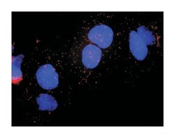 cyclin-dependent kinase 7, Rabbit, Purified MaxPab Polyclonal Antibody,