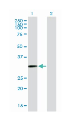 cysteine dioxygenase, type I, Mouse, Purified MaxPab Polyclonal Antibody,