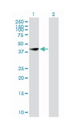 CCAAT/enhancer binding protein (C/EBP), beta, Mouse, Purified MaxPab Polyclonal
