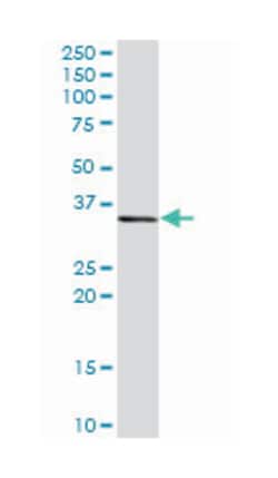 CCAAT/enhancer binding protein (C/EBP), epsilon, Rabbit, Purified MaxPab Polyclonal Antibody, Abnova 100 &mu;g | Buy Online | Abnova Corporation | Fisher Scientific