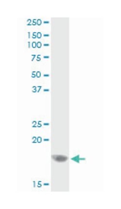 CEBPG, Mouse, Clone: S2, Abnova 100&mu;g; Unlabeled:Antibodies, Monoclonal