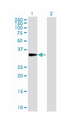 cytokine inducible SH2-containing protein, Rabbit, Purified MaxPab™ Polyclonal Antibody, Abnova™